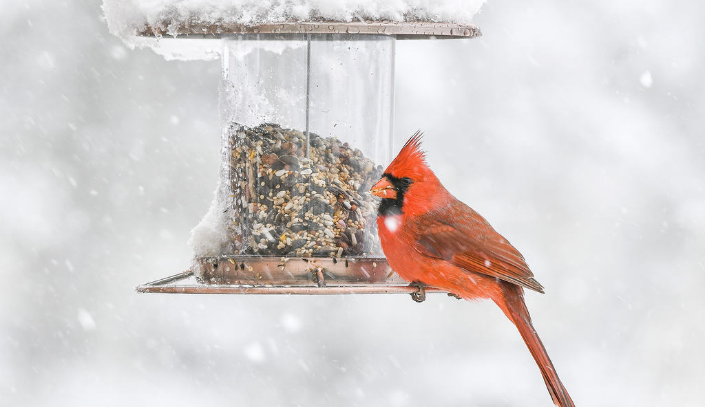 L'oiseau Survit à L'hiver Mangeoire Maison Pour L'alimentation Et L' observation Des Oiseaux Belle Mésange Hivernant Les Oiseaux