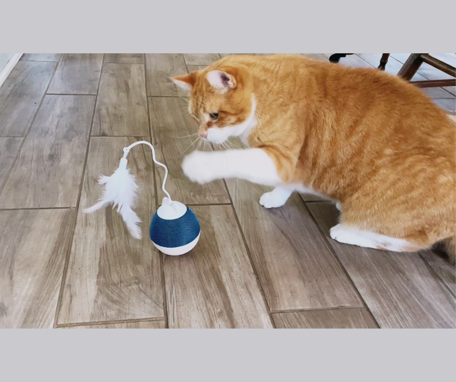 Toupie Catit : Le parfait jouet interactif pour votre chat