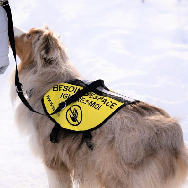 Nahak ceinture de canicross à simple traction pour chien - DISCONTINUÉ –  MEUNERIE DALPHOND