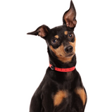 NUVUQ,  Mini, Collier imperméable et ultraléger, Chiot et petites races, Pour chien