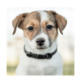 NUVUQ,  Mini, Collier imperméable et ultraléger, Chiot et petites races, Pour chien