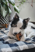 HAPPY CHEW, Oreille de boeuf, Pour chien