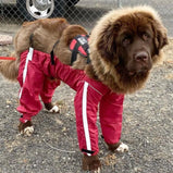 FOUFOUBRANDS, Bodyguard, Pantalon de protection, Pour chien