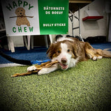 HAPPY CHEW, Bully stick tressé, Jumbo, 12 pouces, Pour chien
