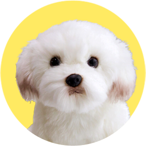 Chien