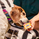 FROZEN GOAT, Billyberry, Yogourt glacé au lait de chèvre, Saveur de baies, Pour chien, 300ml