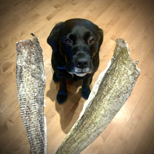 HAPPY CHEW, Peau de morue, 10 pouces, Pour chien