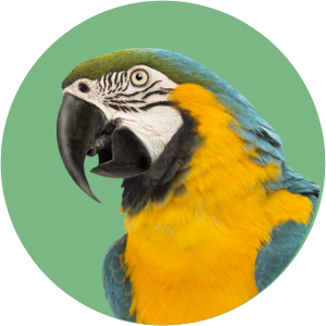Oiseau domestique