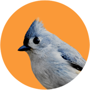 Oiseau sauvage