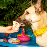 BOSCO AND ROXY'S, Copains sur l'eau, Pool party, Gâterie, Pour chien
