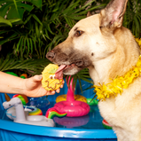 BOSCO AND ROXY'S, Ananas Pompette, Pool party, Gâterie, Pour chien
