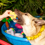 BOSCO AND ROXY'S, Coup de soleil, Pool party, Gâterie, Pour chien