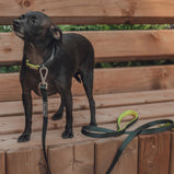 TELLA & STELLA, Collier pour chien Vert Forêt