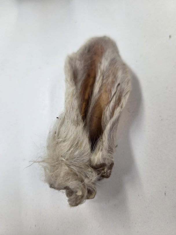 GRAND VALLEY QUAIL, Oreille d'agneau poilus, Gâterie pour chien