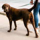 TELLA & STELLA, Laisse pour chien Pêche