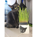 Les créations HP, Semences d'herbes à chats