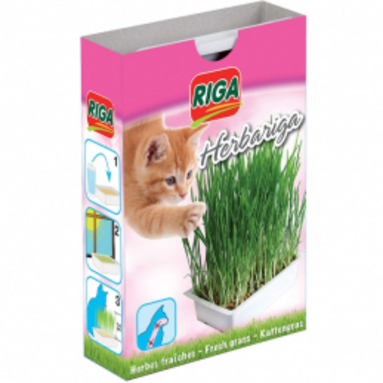 Herbe à chat : graines d'orge BIO à planter soi-même - Hariet & Rosie